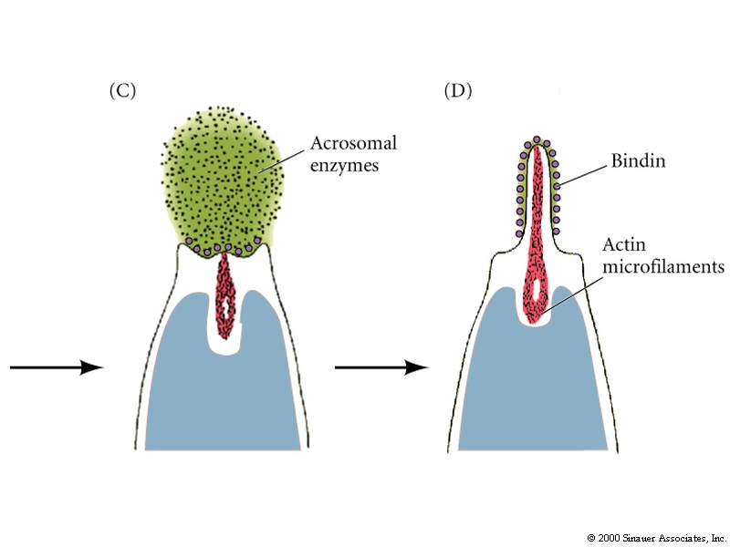 Developmental Biology 3230